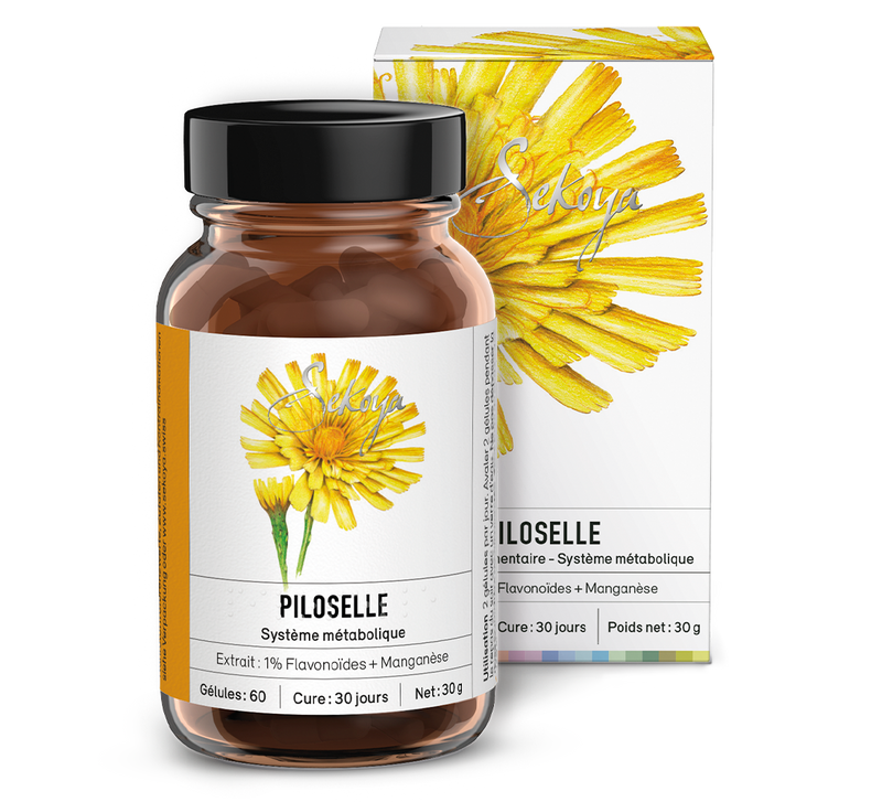 Piloselle